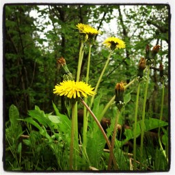 Le goût du pissenlit