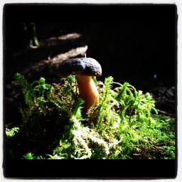 C&rsquo;était un bolet