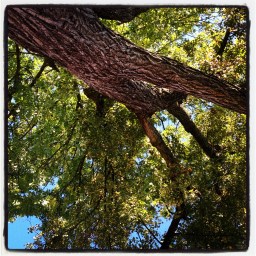 Mon ami l&rsquo;arbre