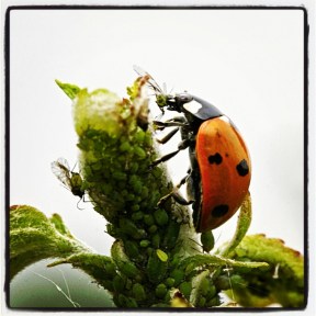 coccinelle auxiliaire anti pucerons