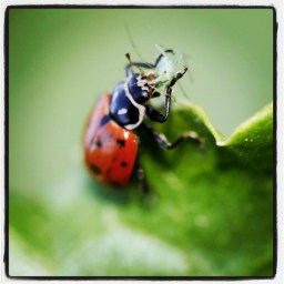 Miellat et Coccinelles