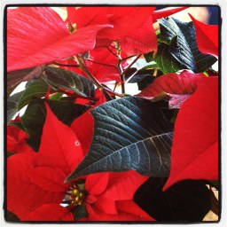 Etoile de Nöel ou de Pâques