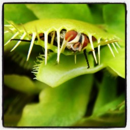 Une carnivore à mon chevet