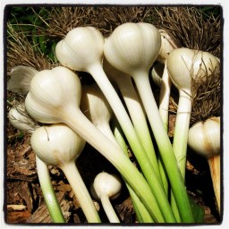 L&rsquo;ail c&rsquo;est mathématique