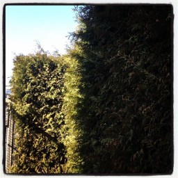 Les thuyas du Saint Laurent