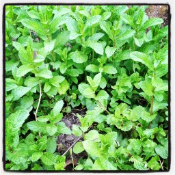 Une tisane à la menthe