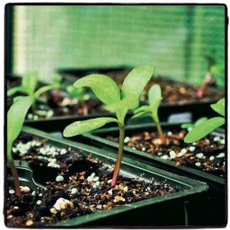 La bourse aux plantons