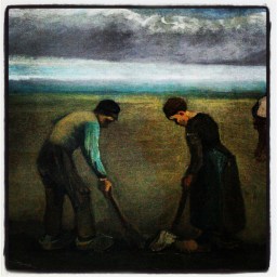 Fertile pomme de terre