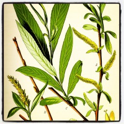 Le saule, ce super-heros