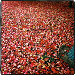 Le bal des feuilles mortes