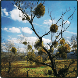 Quels baisers sous le gui?