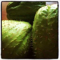 La peur de l&rsquo;étrange Chayote