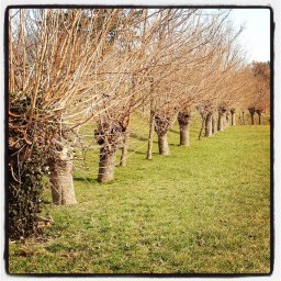 L&rsquo;arbre de Marco Polo