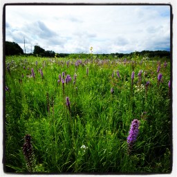 La prairie de Laura Ingalls