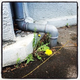 Le miroir des mauvaises herbes