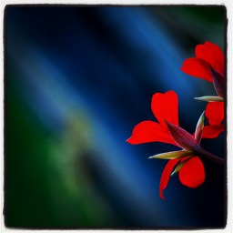 Suisses les géraniums? Allons donc!