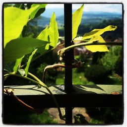 L&rsquo;amitié de la glycine