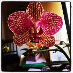 Les orchidées de ma mère