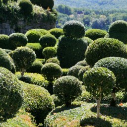 Edward taille des haies