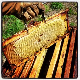 Le monde des abeilles P2