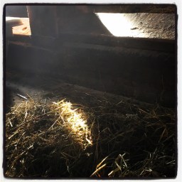 La paille de l&rsquo;étable