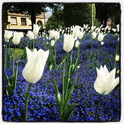 la spéculation de la tulipe