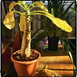 Le pousse vert ca existe?