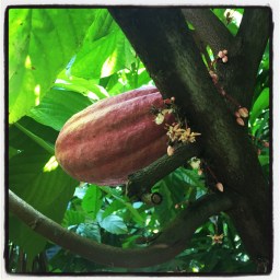 la journée du cacaotier