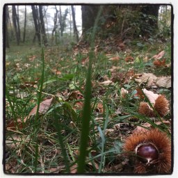les oursins des forêts