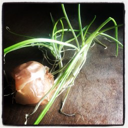 les petits oignons pleurent