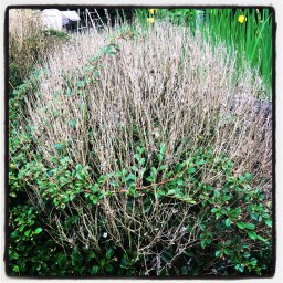 les fléaux bibliques