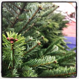 Le choix cornelien du sapin