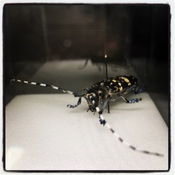 Migrations et disparitions