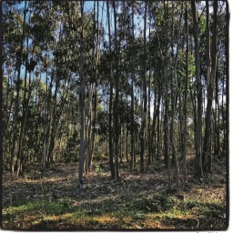 le ciel et l&rsquo;eucalyptus