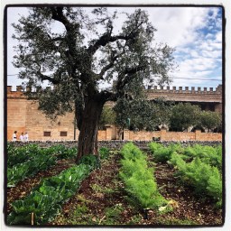 Terre de méditéranée
